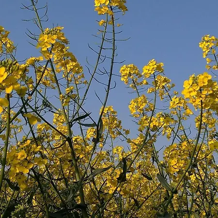 Дом отдыха Au Grenier Cosy